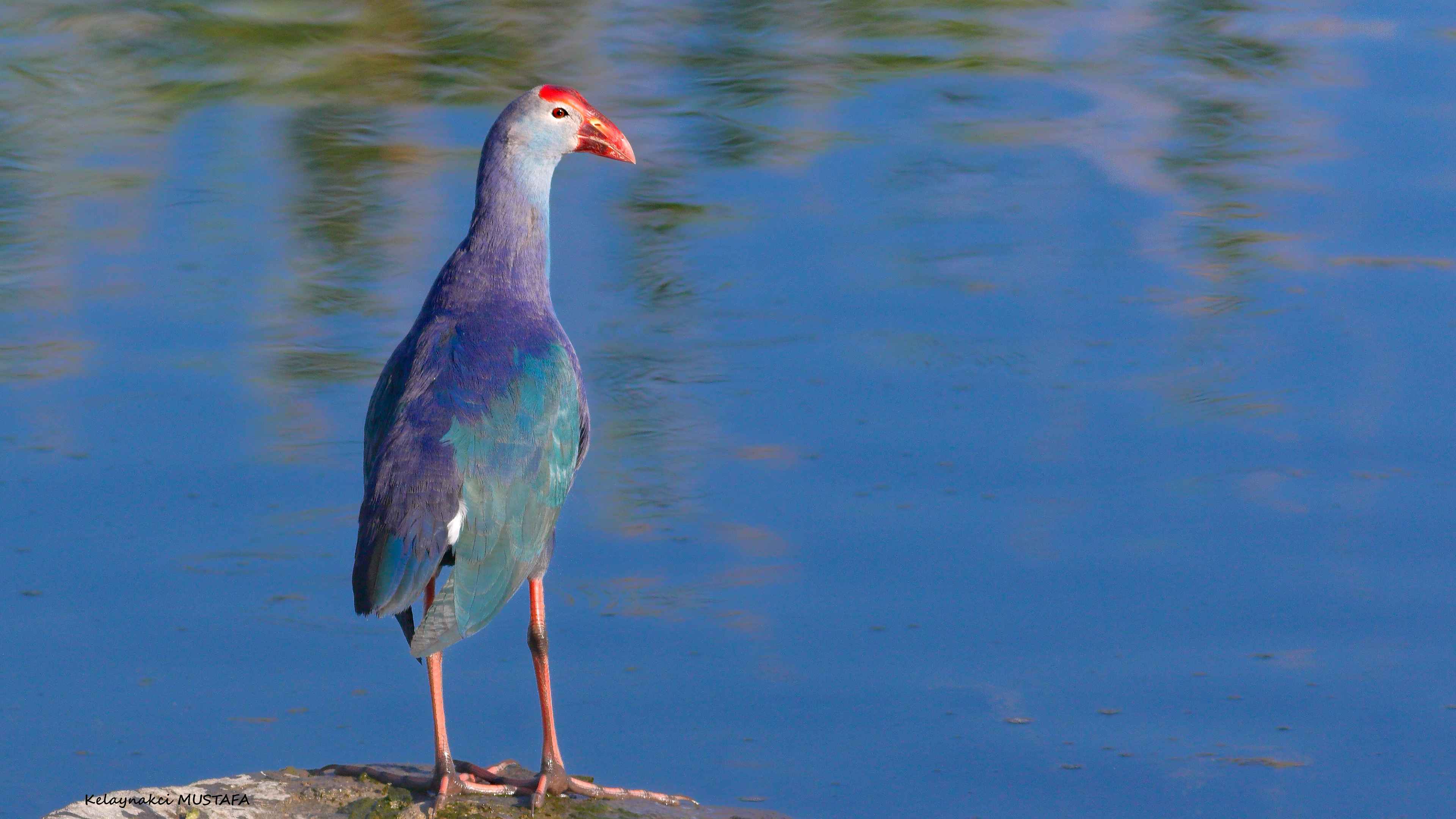 Western Swamphen